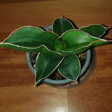 Sansewieria samuraj,  najprawdopodobniej 