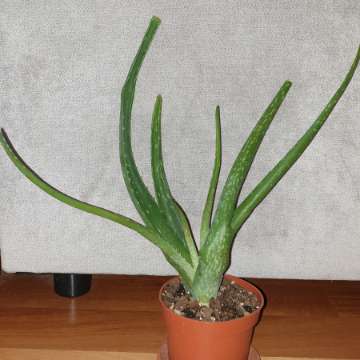 Aloes
