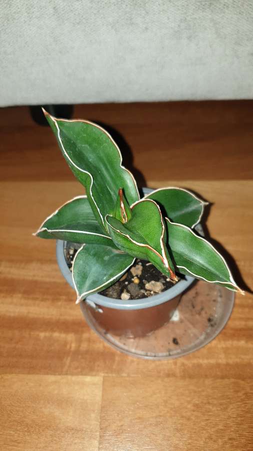 Sansewieria samuraj,  najprawdopodobniej  3