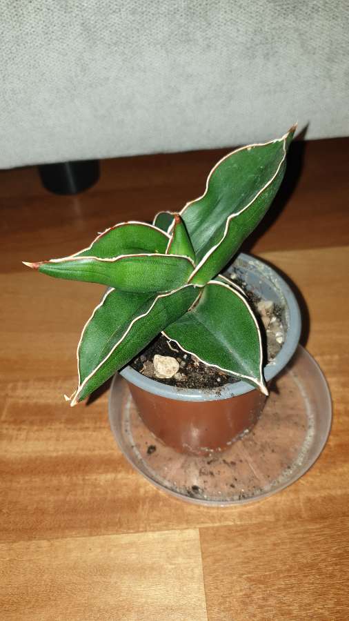 Sansewieria samuraj,  najprawdopodobniej  2