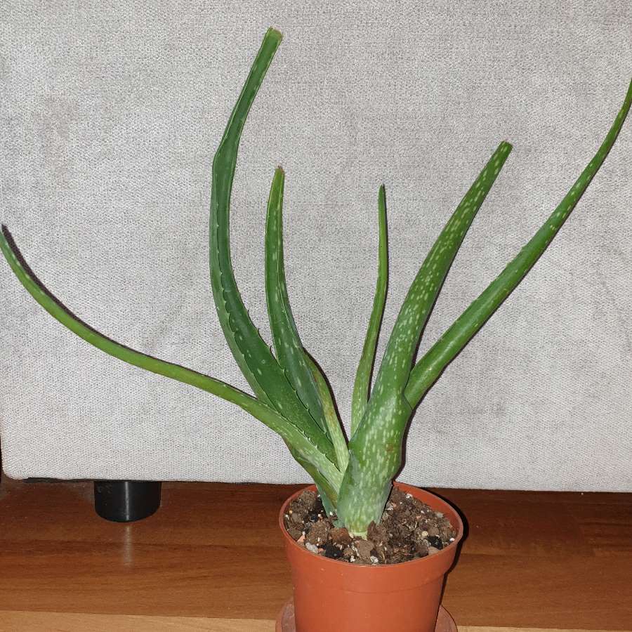 Aloes
