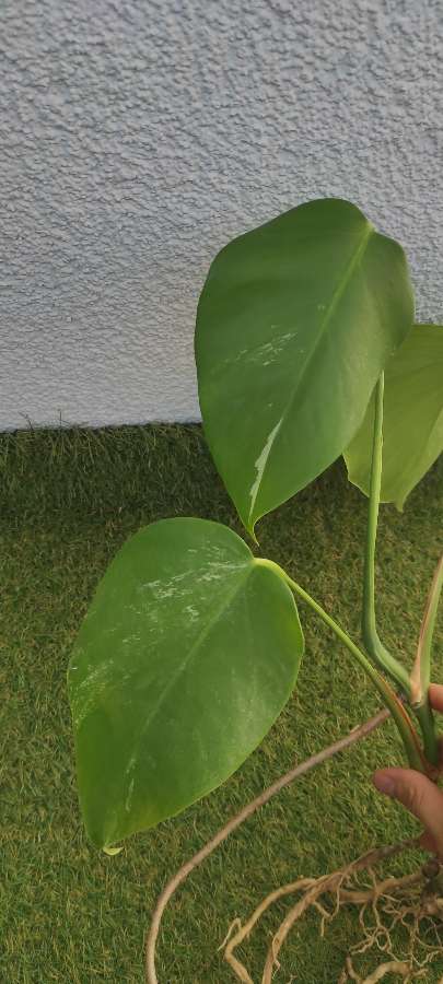 Monstera Deliciosa Variegata 3