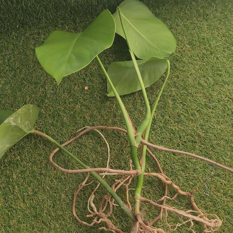 Monstera Deliciosa Variegata