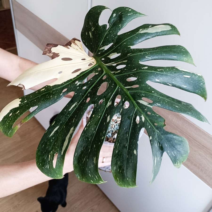 Monstera Thai Constellation