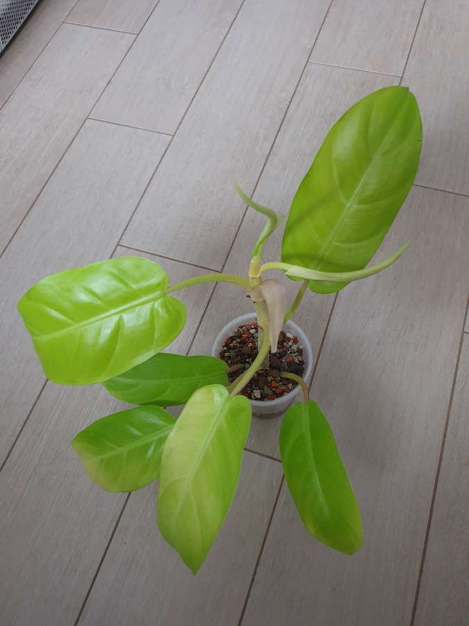 Philodendron malaya gold 2