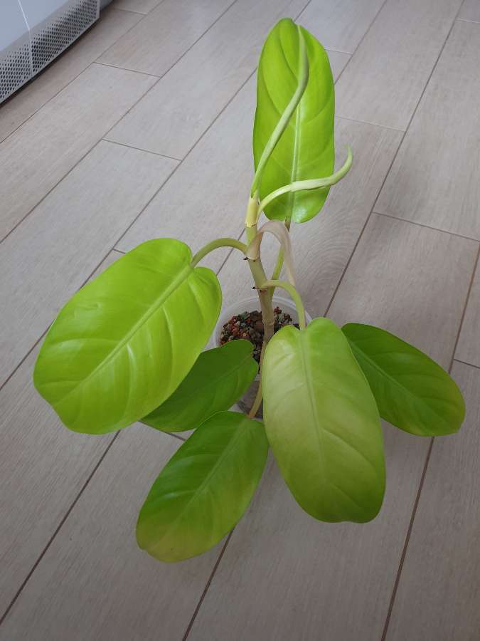 Philodendron malaya gold 3