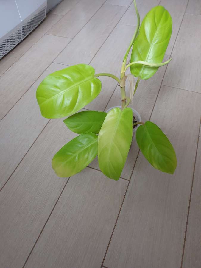 Philodendron malaya gold 4