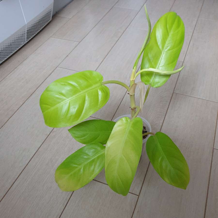 Philodendron malaya gold