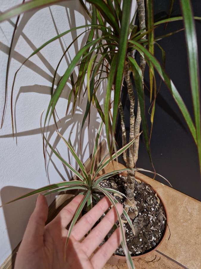 Dracena marginata- dwie sadzonki różne odmiany barwne 2