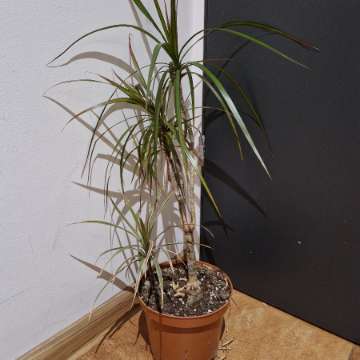 Dracena marginata- dwie sadzonki różne odmiany barwne