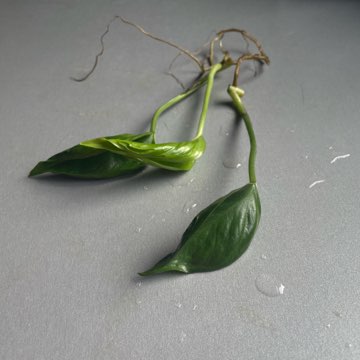 Epipremnum godzilla shangri-la szczyt