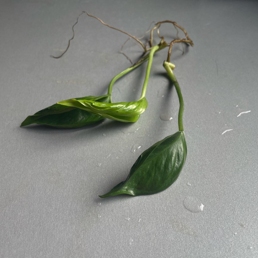 Epipremnum godzilla shangri-la szczyt