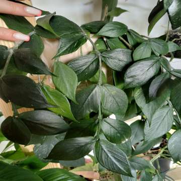 Hoya polyneura