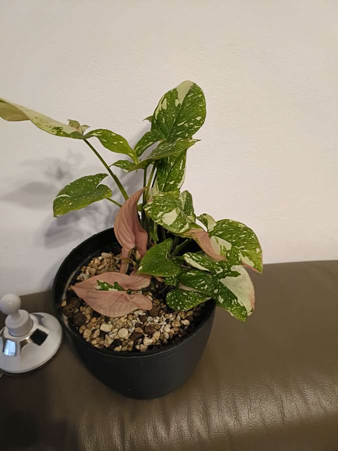 Syngonium Red spot 2