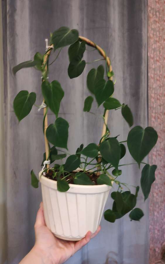 Philodendron Hederaceum var Hederaceum Green 3