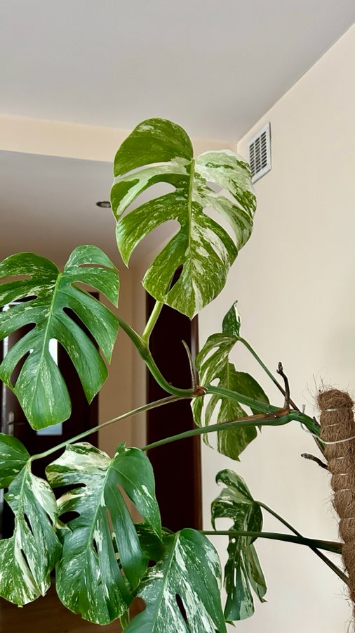 Monstera variegata 170cm 4