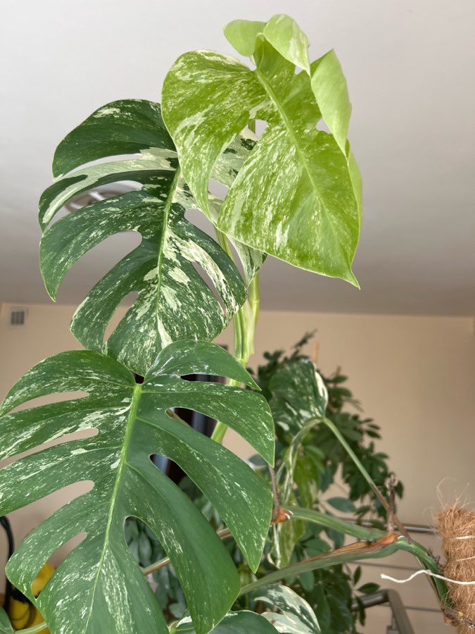 Monstera variegata 170cm 5