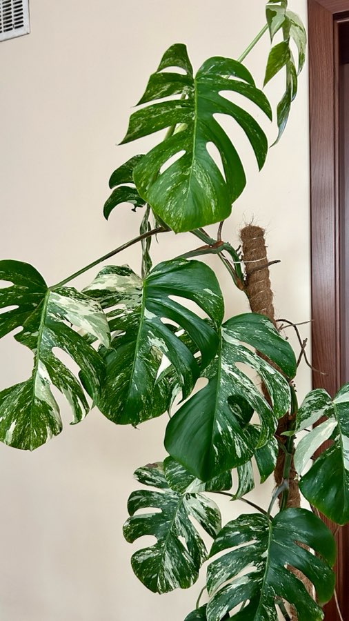 Monstera variegata 170cm 2