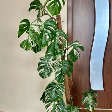 Monstera variegata 170cm