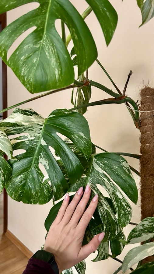 Monstera variegata 170cm 3