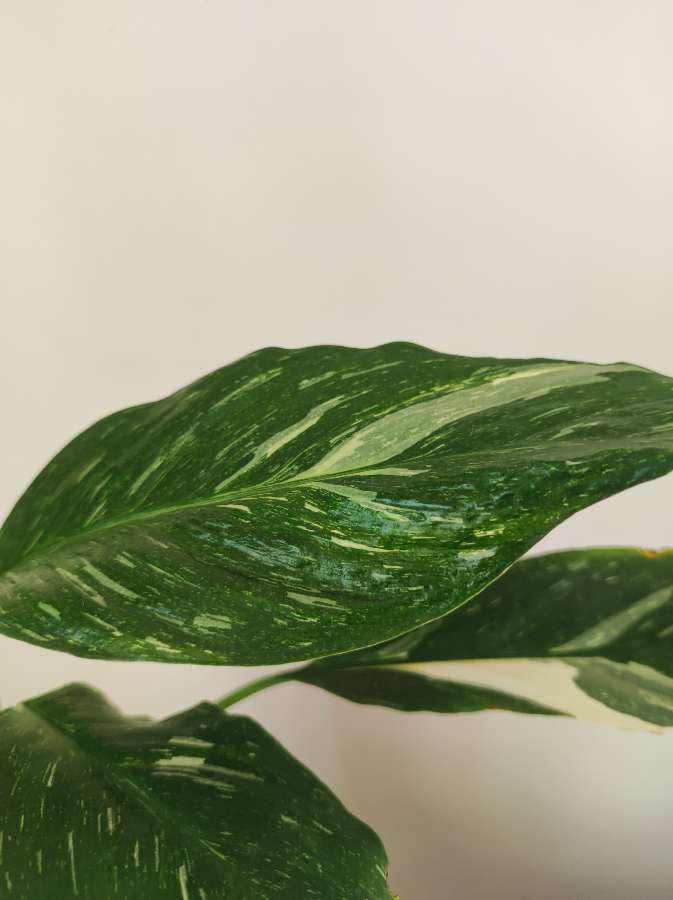 Skrzydłokwiat Variegata Diamond 4
