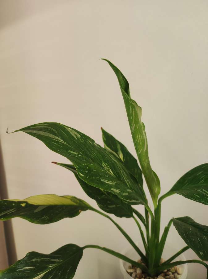 Skrzydłokwiat Variegata Diamond 3