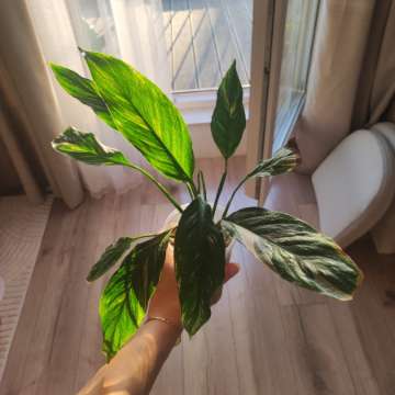 Skrzydłokwiat Variegata Diamond