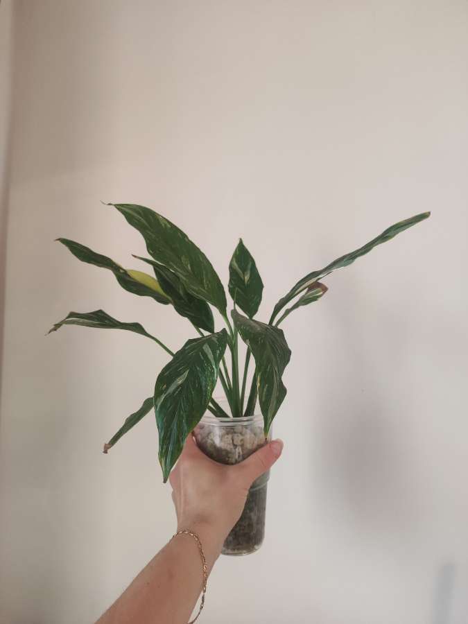 Skrzydłokwiat Variegata Diamond 2