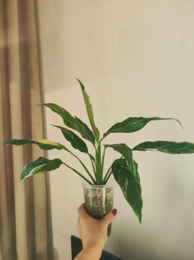 Skrzydłokwiat Variegata Diamond 5