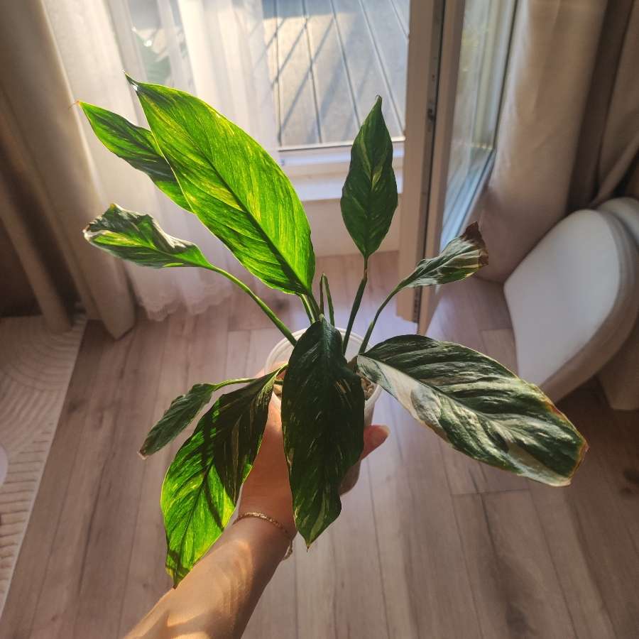 Skrzydłokwiat Variegata Diamond