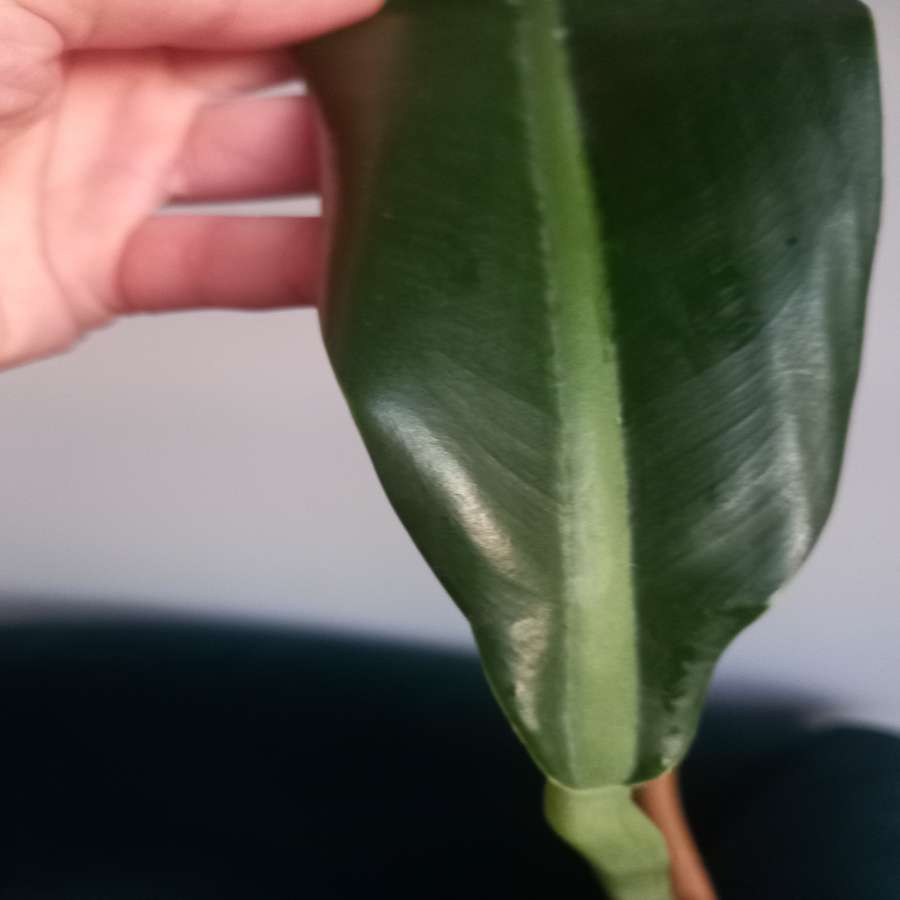 Filodendron crassinervium