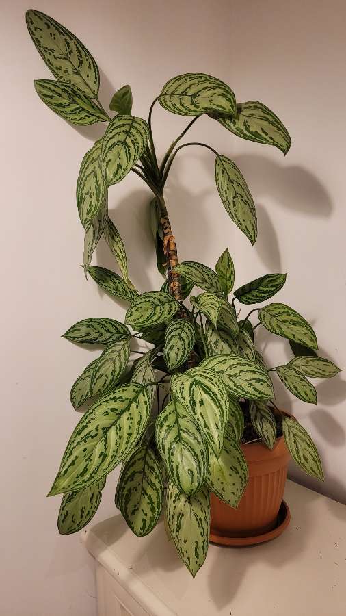 Aglaonema 4