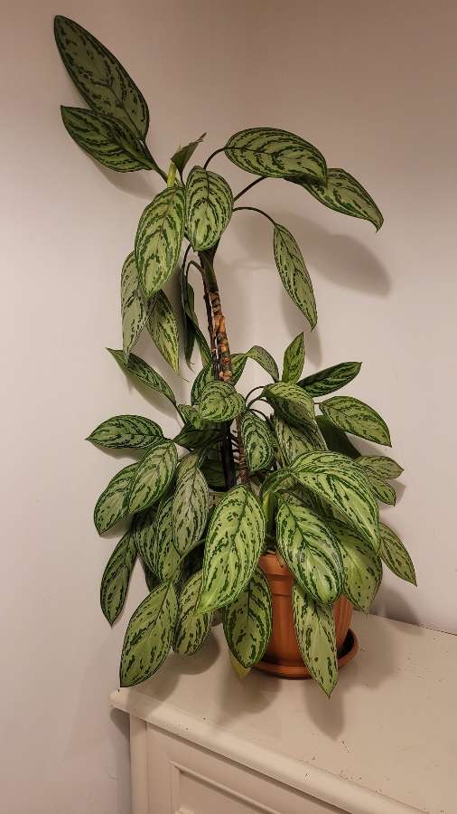 Aglaonema 2