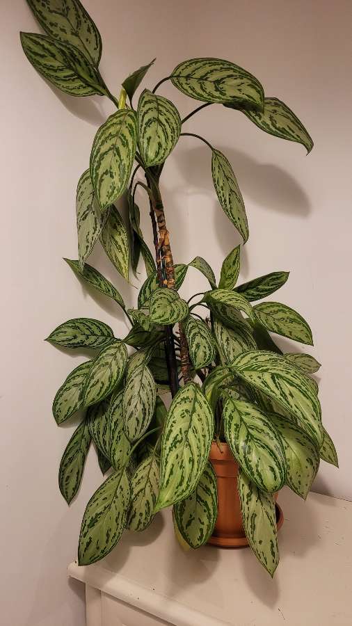 Aglaonema 3