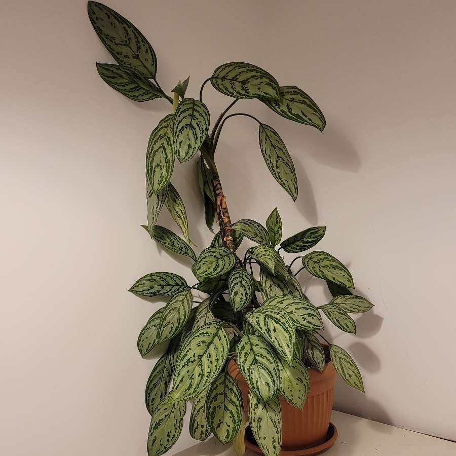 Aglaonema