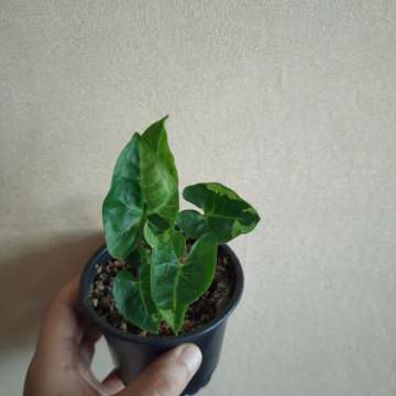 Syngonium panda