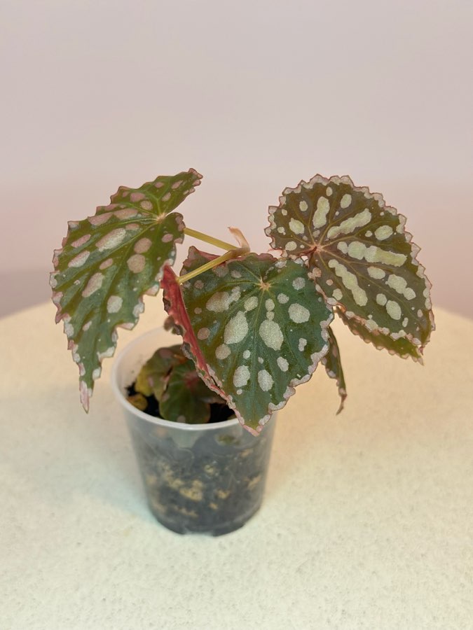 Chlorostica x Negrosensis #6 2