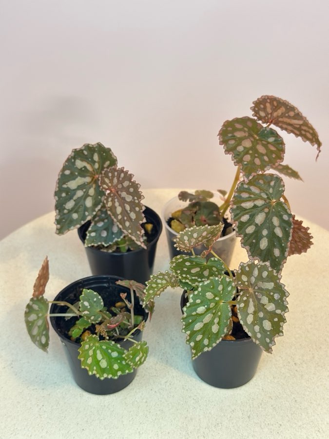 Chlorostica x Negrosensis #6 3