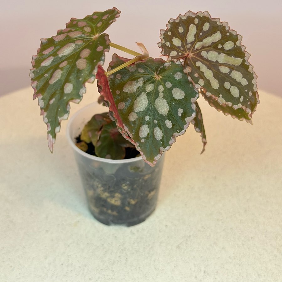 Chlorostica x Negrosensis #6