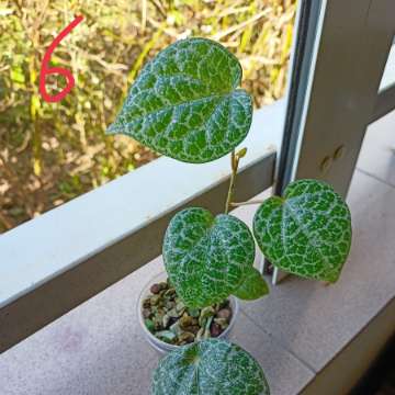 Piper Ornatum