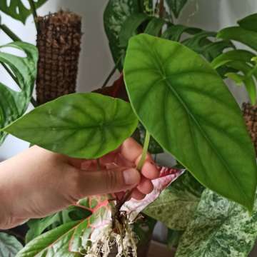 Alocasia Clypeolata