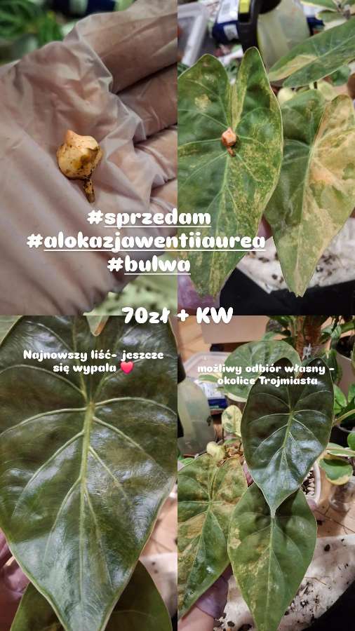 Alokazja Wentii Aurea Variegata 2