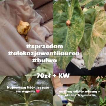 Alokazja Wentii Aurea Variegata