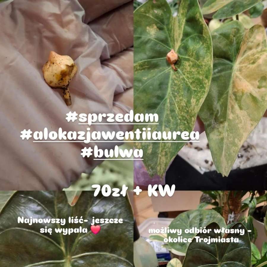 Alokazja Wentii Aurea Variegata