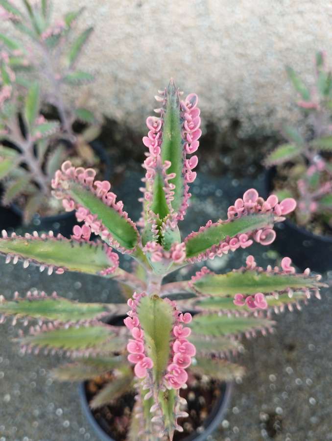 Kalanchoe 'pink butterfly' 2