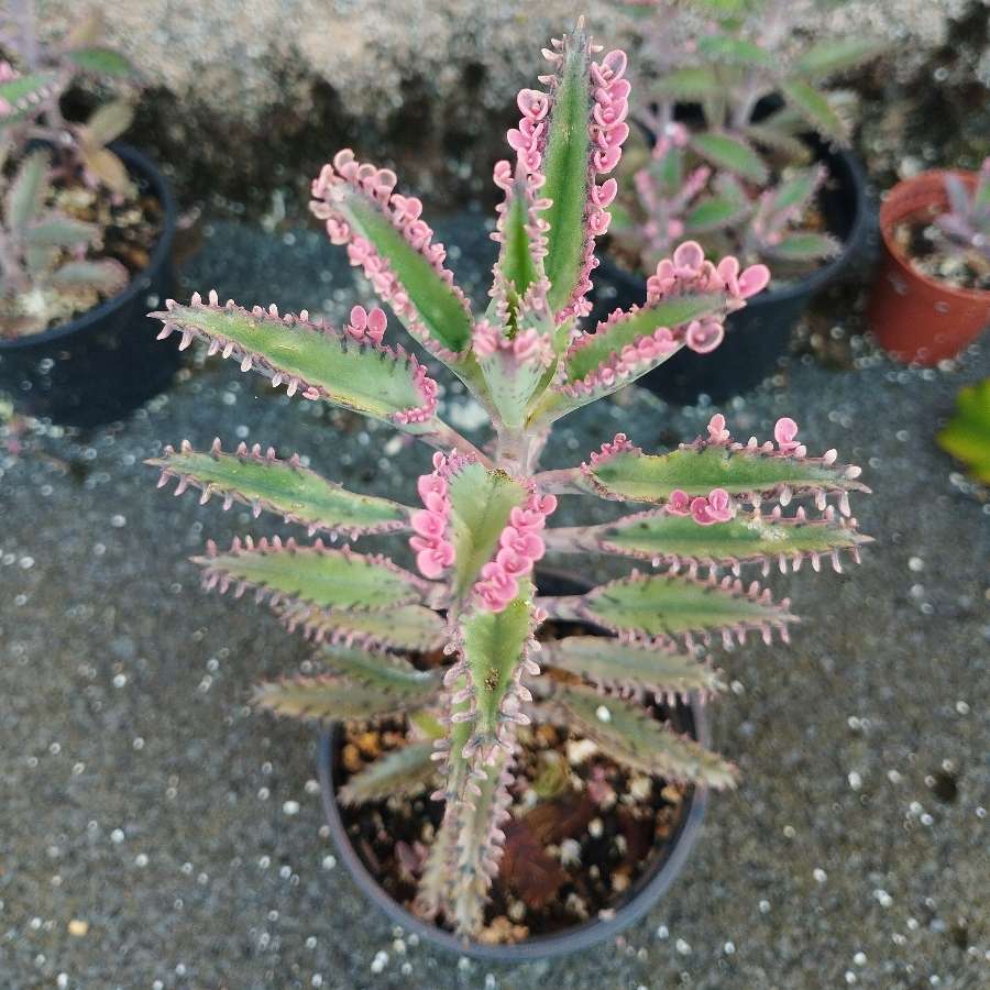 Kalanchoe 'pink butterfly'