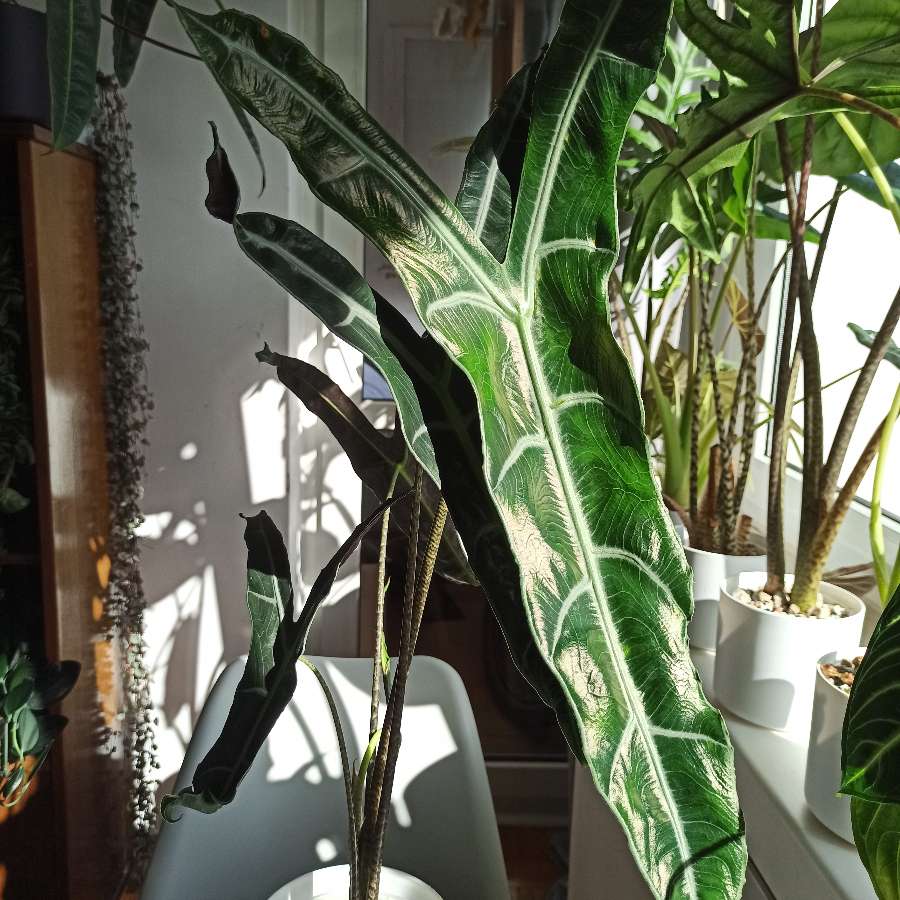 bulwki Alocasia Longiloba Narrow sp Borneo