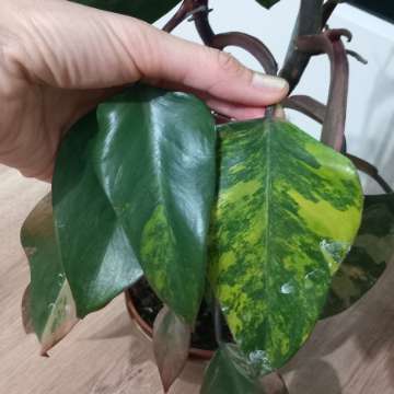 Philodendron Strawberry shake
