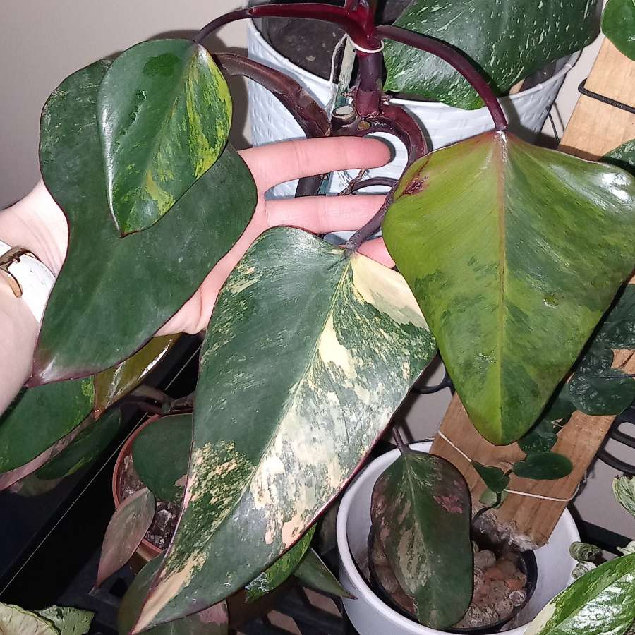 Philodendron Strawberry shake