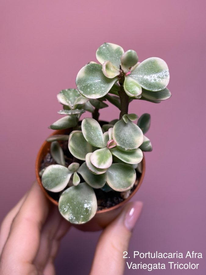 Portulacaria Afra Variegata Tricolor 2